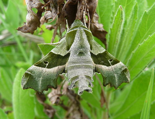 Willowherb Hawkmoth